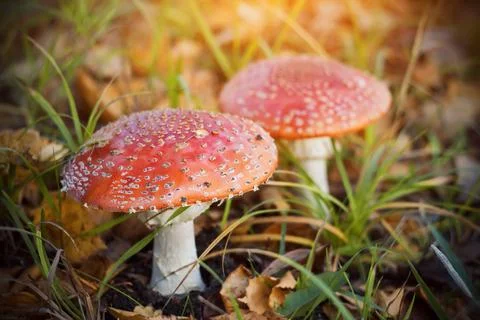 Two large red spotted toadstools grow among green grass and fallen autumn lea Stock Photos