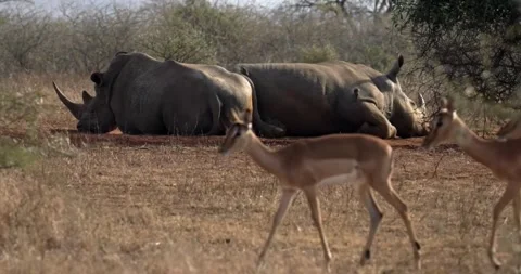 Two large rhinos lying down resting in Africa. Stock Footage 314666675