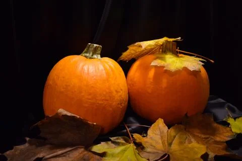 Two large ripe pumpkins on a black background. Stock Photos
