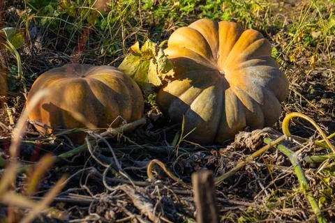 Two large ripe pumpkins resting on dry field soil surrounded by vines 库存照片