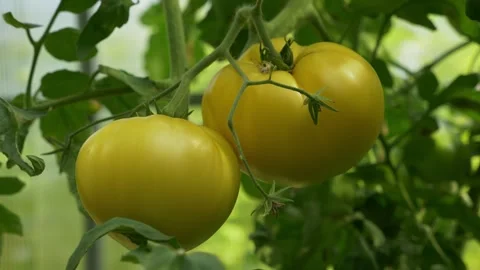 Two large ripe yellow heirloom tomatoes on branch Stock Footage 346749439
