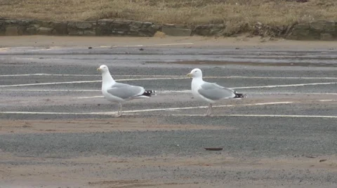 Two large sea gulls walking in seaside car park in winter. Stock-Footage 1092089