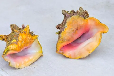Two large sea shells on the background of the deck of the yacht Stock Photos