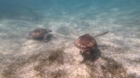 Two Large Sea Turtle, Green Ocean Sand Water Bottom Nature Swim Hawaii Mexico Stock Footage 96134928