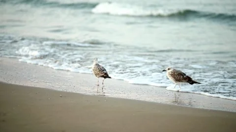 Two large seagulls walk along the seashore at dawn. sandy beach, soft light Stock Footage 195255116