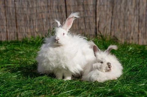 Two large sized Angora White gray rabbits sit on green grass on a sunny day Photos