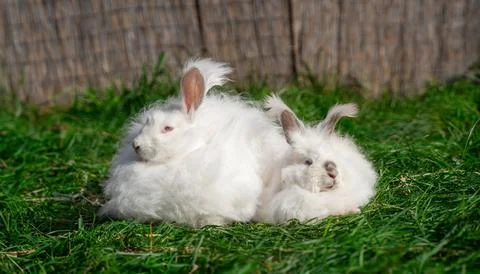 Two large sized Angora White gray rabbits sit on green grass on a sunny day Stock Photos
