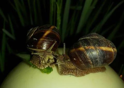 Two large snails during mating. Stock Photos