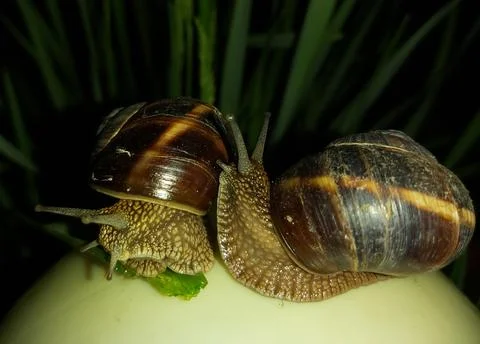 Two large snails during mating Stock Photos