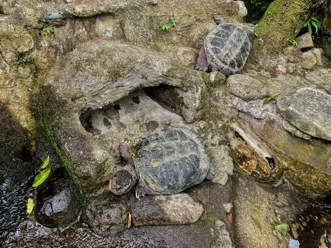 Two Large Snapping Turtles Resting on Mossy Rocks in a Natural Enclosure Stock Photos