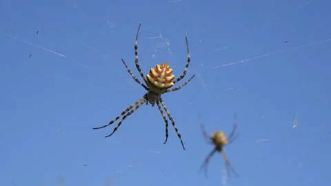 Two large spiders hang in a web against a blue sky 库存影片 159585631