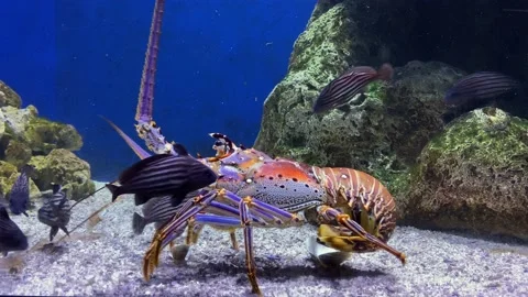 Two large Spiny lobster walking on the sand with a group of fish swimming, Stock Footage 194427607
