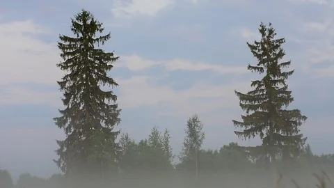 Two large spruce Stock Footage 110839121