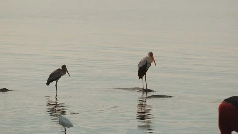 Two large storks and white heron stand on boulders in water and are reflected in Stock-Footage 314948203