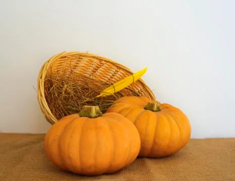 Two large textured orange pumpkinsin with basket and hay on a light backgroun Stock Photos