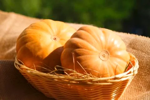 Two large textured orange pumpkinsin with basket and hay on a warm sunlight. Stock Photos