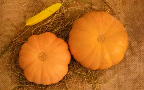 Two large textured orange pumpkinsin with hay on a warm sunlight. Autumn harv Stock Photos