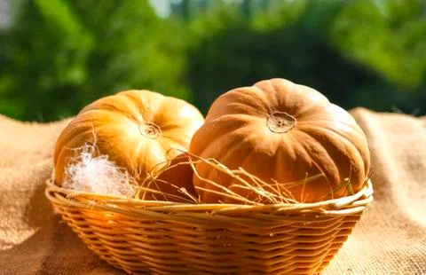 Two large textured orange pumpkinsin with basket and hay on a warm sunlight. Stock Photos