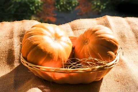 Two large textured orange pumpkinsin with basket and hay on a warm sunlight. Stock Photos