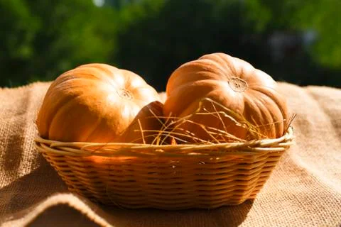 Two large textured orange pumpkinsin with basket and hay on a warm sunlight. Stock Photos