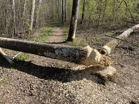 A two large tree trunks gnawed by beavers in the forest. Stock Photos