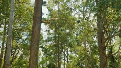 Two large tree trunks in a sunshine coast forest park dolly in Stock Footage 152680873