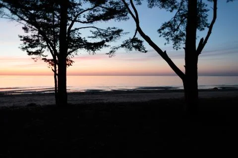 Two large trees on the background of a sunset near the sea Stock Photos