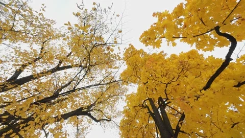 Two Large Trees Forest Orange Autumn Crowns Rotating Upward View Stock Footage 319334104