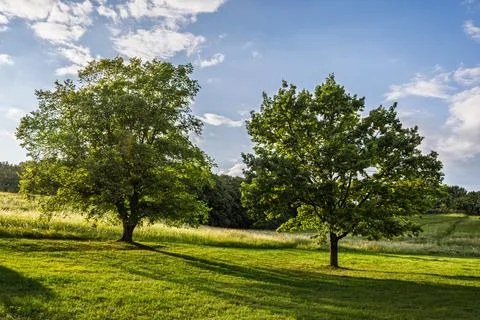 Two large trees with lush green foliage on a grassy field in the rays of th.. Фото