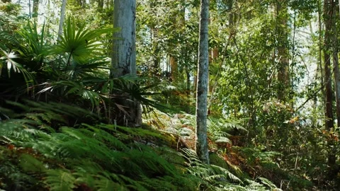 Two Large Trees Near A Walking Track Sunshine Coast Stock Footage 152682041