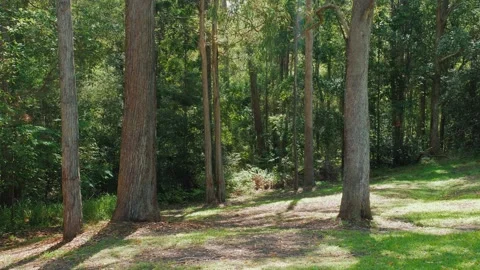 Two large trees in a sunshine coast forest park dolly in Stock Footage 152680666