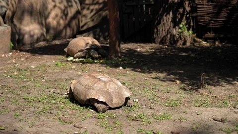 Two Large Turtles Crawling in Sun Eating Vegetables in Shade. Children Watching Video stock 159730598