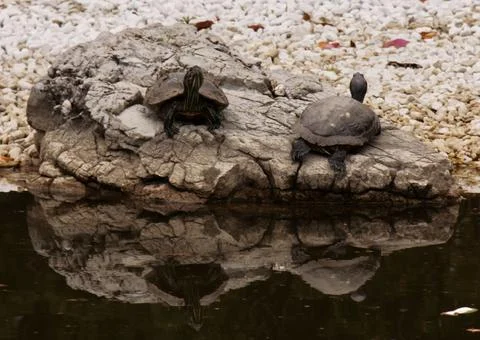 Two large turtles on a rock. Foto stock
