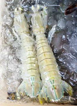 Two large white crustaceans are in a container of ice Stock Photos