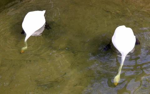 Two large white swans with their long necks under the water looking for food Fotos de archivo