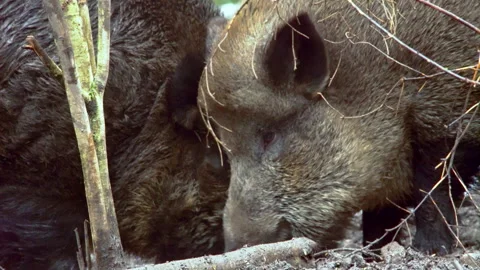 Two large wild boars, Sus scrofa, are looking for food in the mud. Stock Footage 269779325