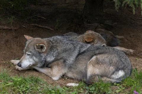 The two large wolfs are sitting next to each other Stock Photos