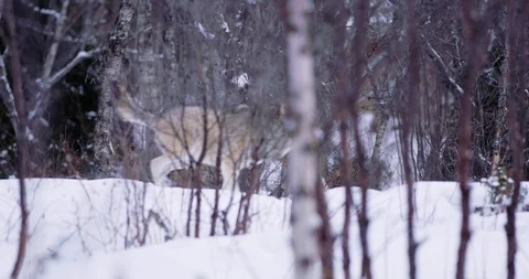 Two large wolves running fast in the forest a cold winter evening Stockbeeldmateriaal 86129510