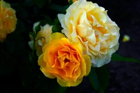 Two Large Yellow and Peach Roses -06 Stock Photos