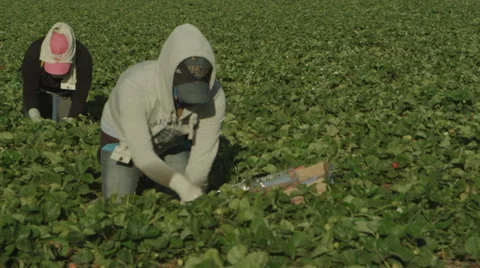 Two Latino fieldworkers picking fruit Stock Footage 52088890