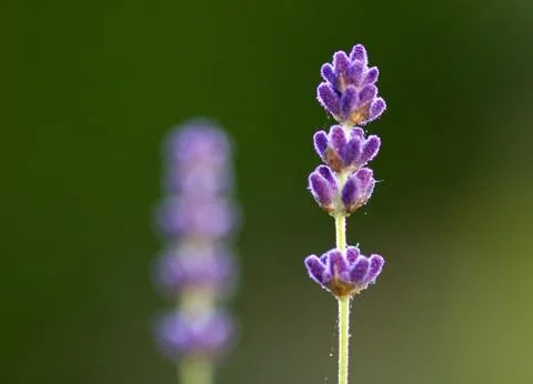 Two lavenders Stock Photos