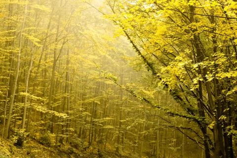 Two layers of trees in an autumn forest. Stock Photos