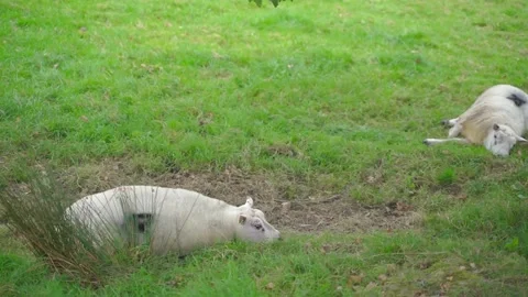 Two lazy sheep are resting on the grass Stock-Footage 146118638