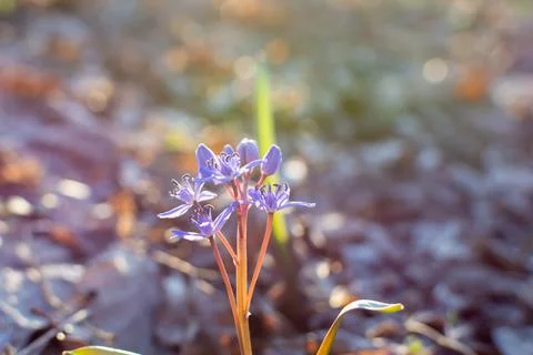 Two-leaf blue scrub on a spring day Stock Photos