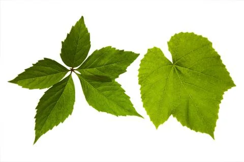 Two leaf  of grape on a white background Foto stock