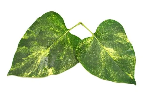 Two leaf heart isolated on a white background. Valentine's Day Stock Photos