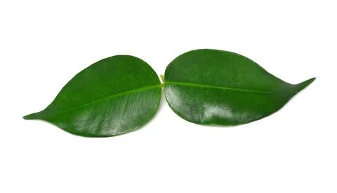 Two leaf isolated on white background Foto stock
