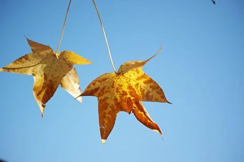 Two leaf like objects hanging from a string next to each other Stock Photos