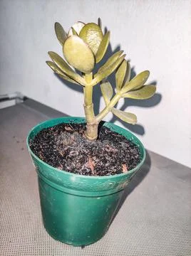 Two Leaf Plant Stock Photos