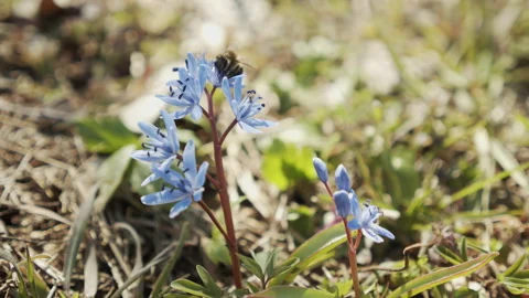 Two-leaf squill flower and bee by early spring 4K video Stock Footage 162509836